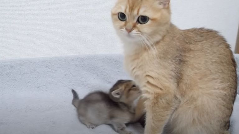 母猫と子猫