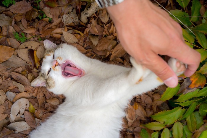 手を突っ張る猫