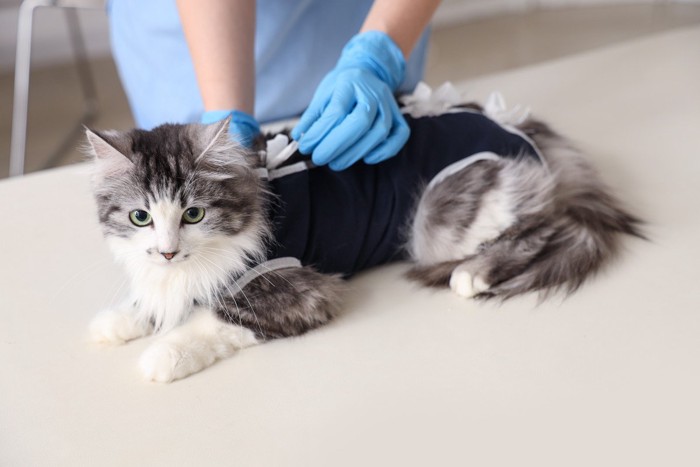術後服を着ている猫