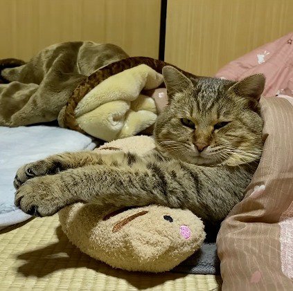 猫用枕に前足を乗せて、カメラに視線を向ける猫