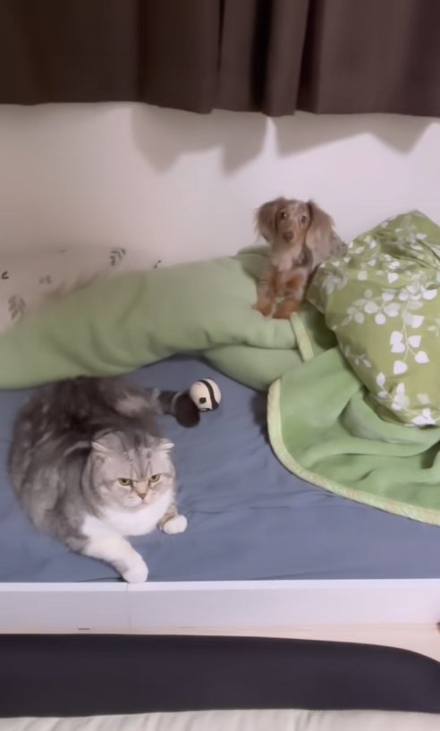 ベッドの上にいる猫と犬