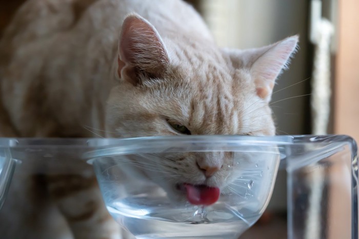 水を飲む猫