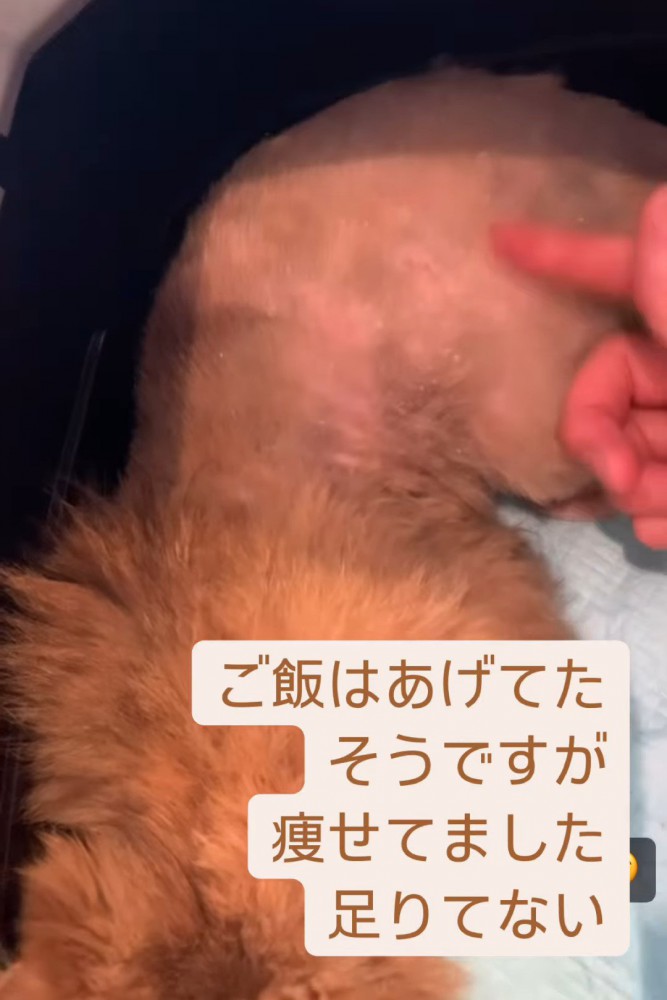 やせた猫の体