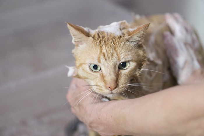 おとなしくシャンプーされている猫