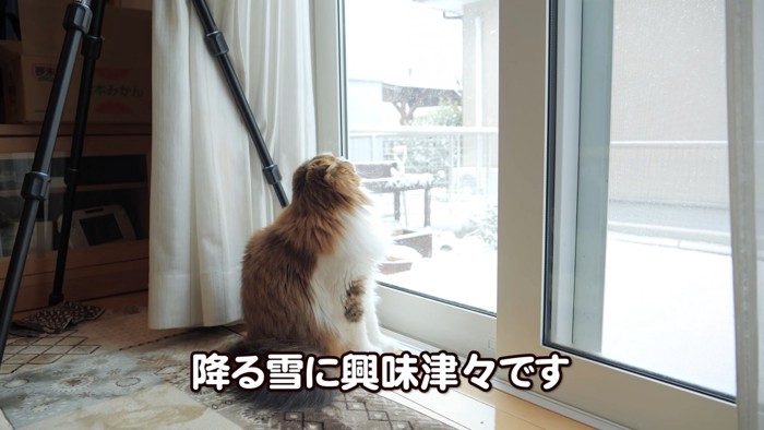 見上げる猫