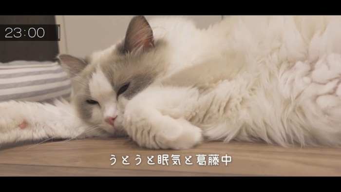 床で眠る猫