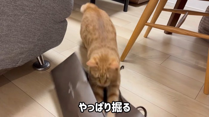 やっぱり掘る