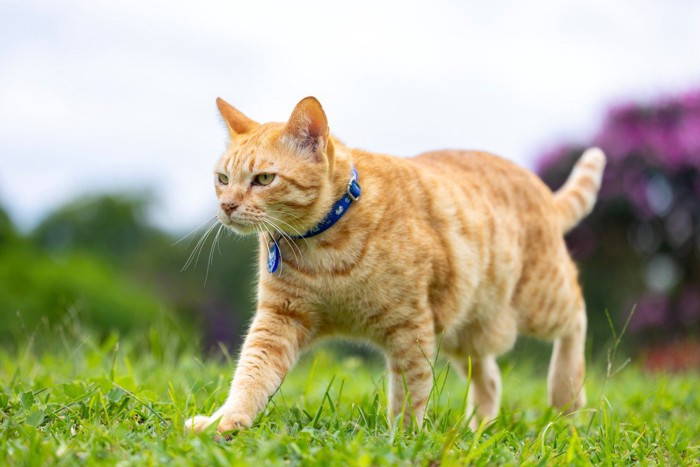 野外を歩く茶トラ猫
