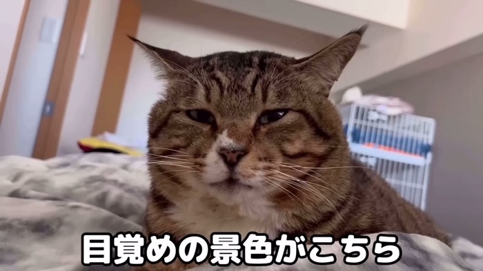 猫の顔