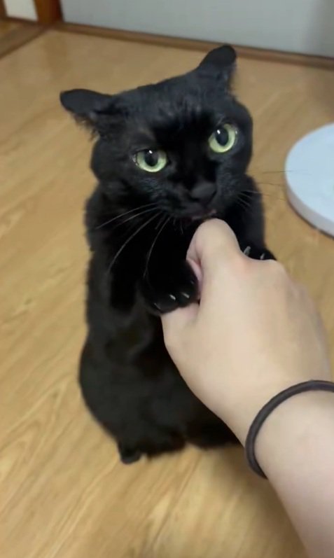 舐める猫