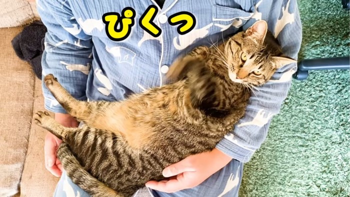 左足をあげる猫