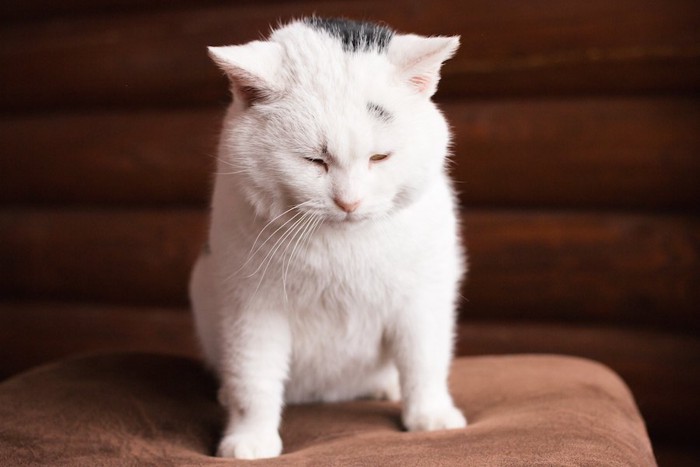 悲しそうな表情で椅子の上に座った猫