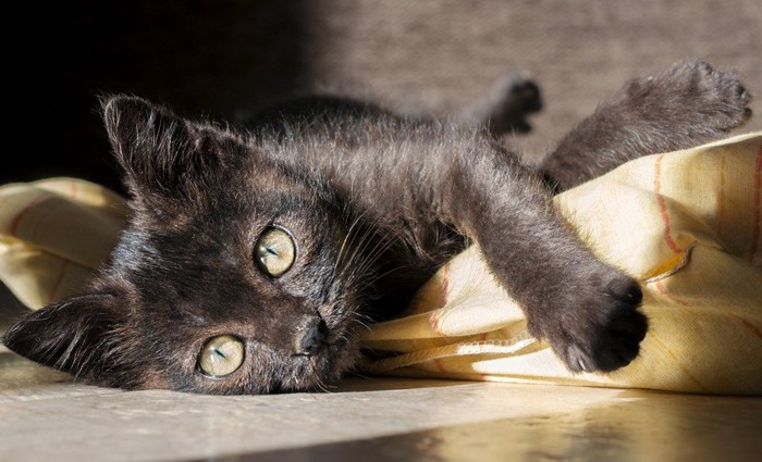 日なたに居る黒猫