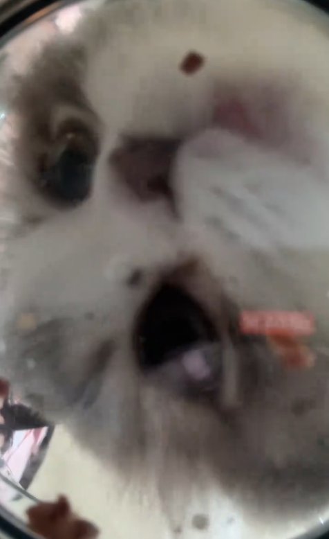 フードを食べる猫