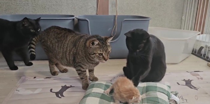 子猫の周りに集まる猫たち
