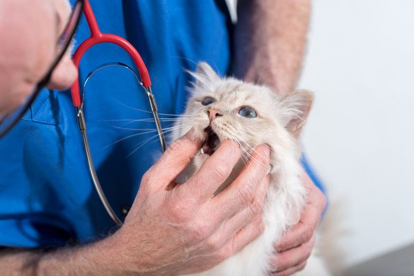 猫が天ぷらを食べてしまったときの対処法