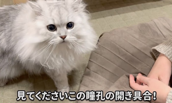 興奮気味な猫