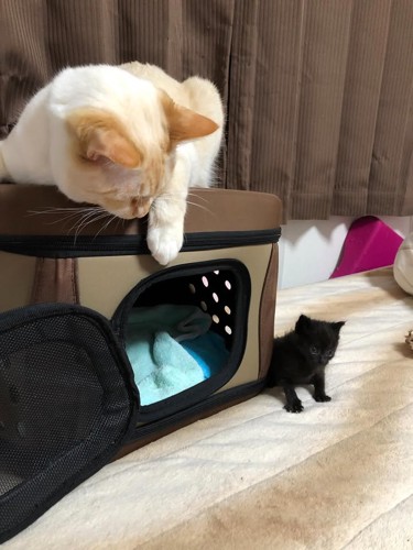 キャリーの上に乗る成猫
