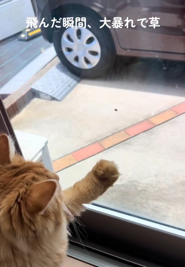 手を伸ばす猫