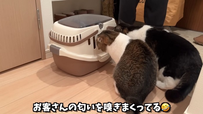 キャリーに近づく猫