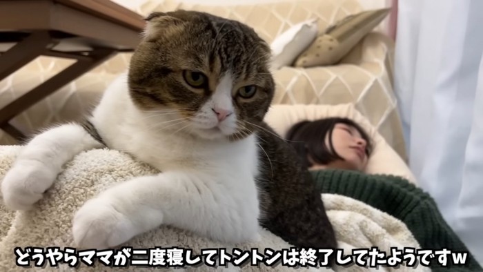 人の膝の上に前足を置く猫