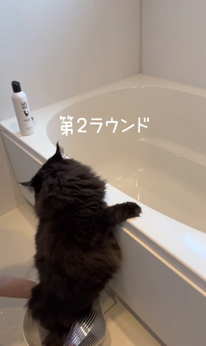 おふろでつかまり立ちをして洗われている黒猫