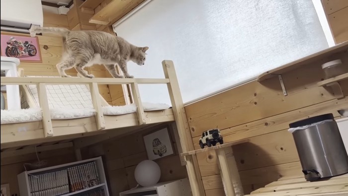 動き出すひのきちゃん
