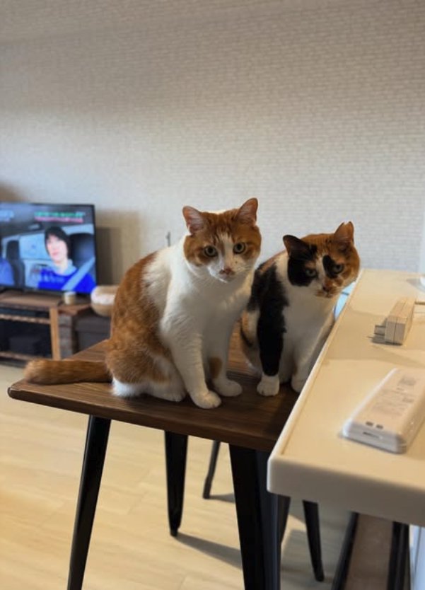 並んでお座りをしている2匹の猫