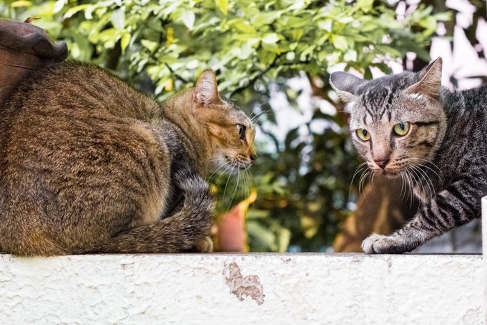 見つめあう2匹の猫