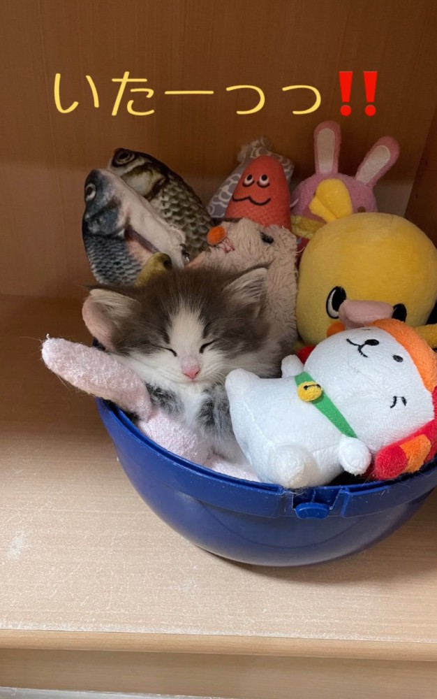 おもちゃ箱に入る子猫