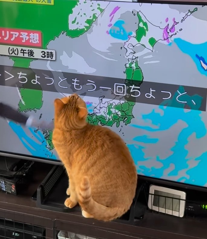 テレビを眺める麦ちゃん