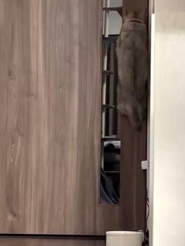 猫が大ジャンプした瞬間