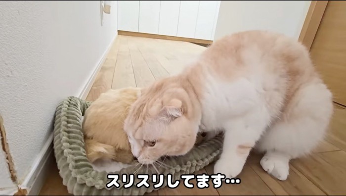 子犬のぬいぐるみ頬ずりする猫