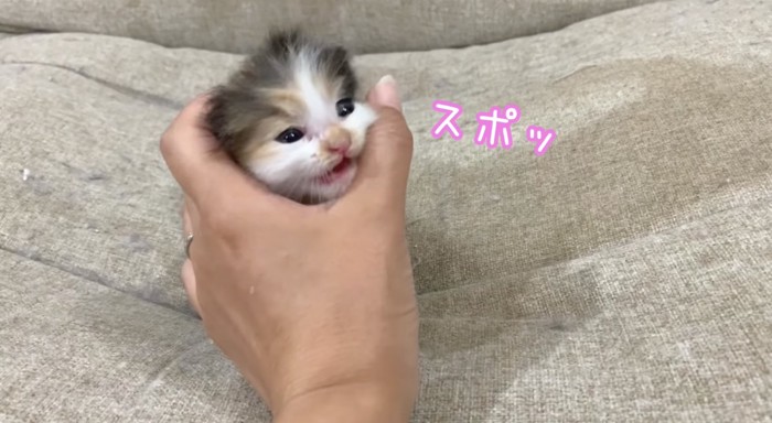 「スポッ」の芸をする子猫