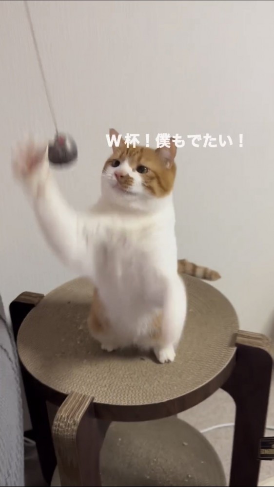 ボールで遊ぶ猫