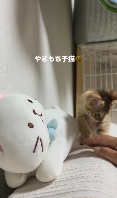 飼い主さんの指を触る猫