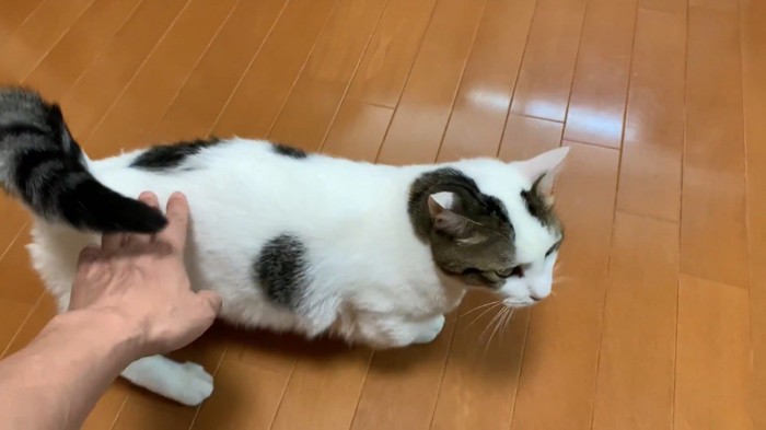 背中を撫でられる猫