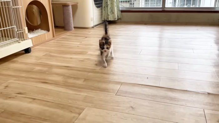 走ってくる子猫