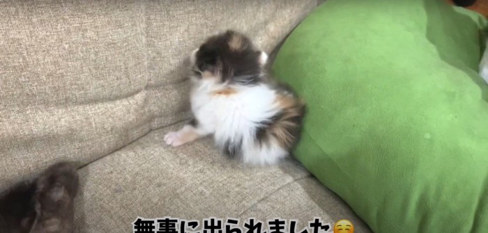 脱出したけだまちゃん