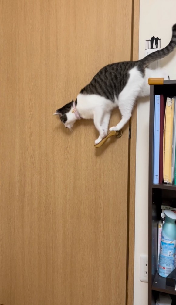 取っ手に渡る猫