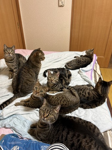 7匹の猫が乗るベッド