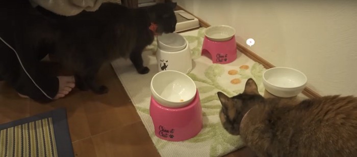 サーモンを食べる猫たち%%おいしい!