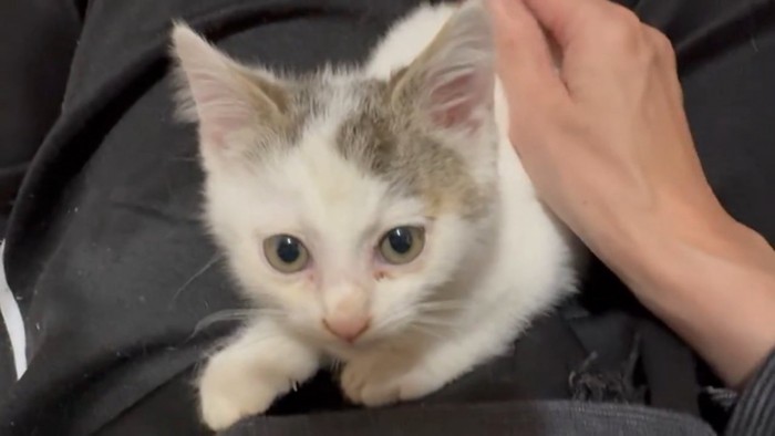 なでられる子猫