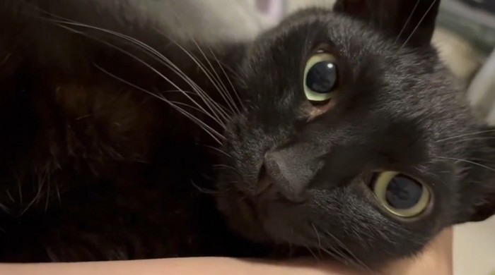 腕枕で眠る猫2