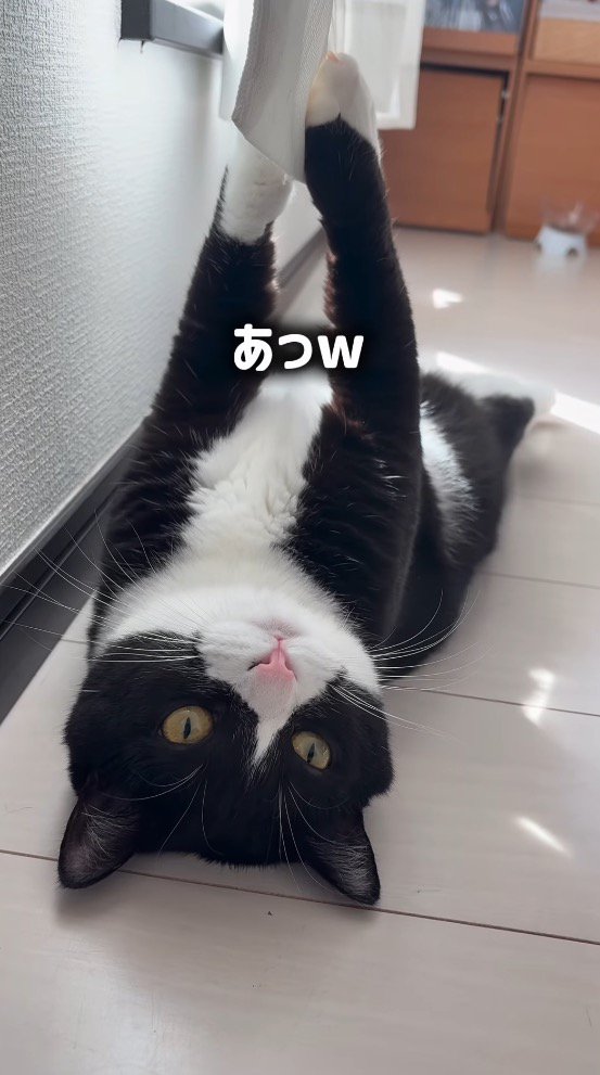 カーテンにひっかかっている猫に声を掛ける女性