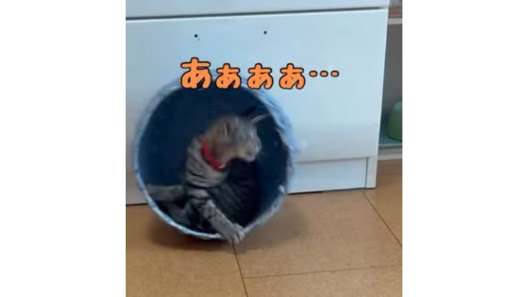 遊んでいる猫