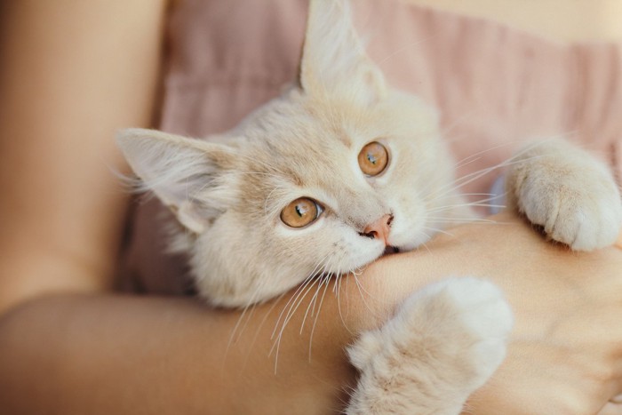 女性に抱っこされながら手を噛む猫