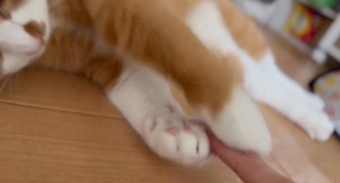 飼い主の指を両方の前足で挟む猫