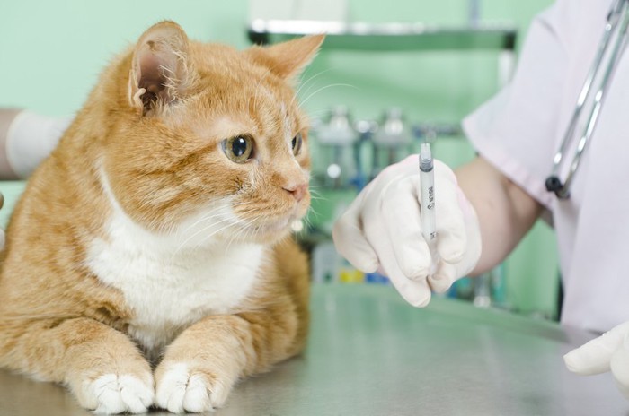 注射器を持つ獣医師と猫