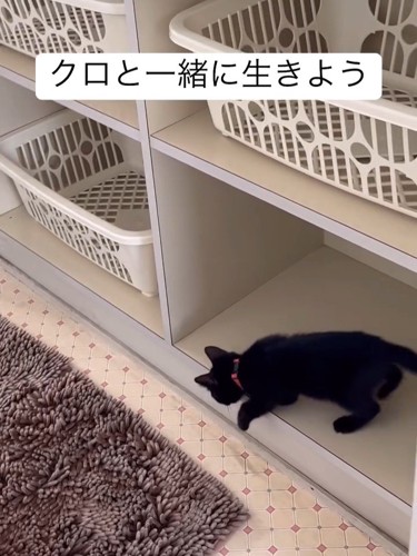 棚から出る子猫